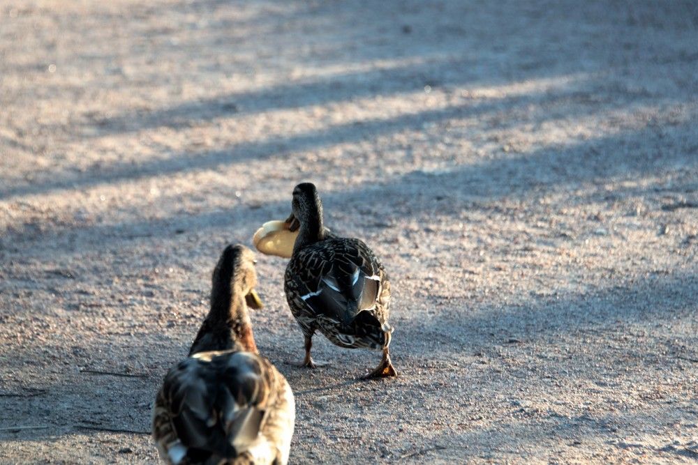 Photograph by Igor Bastrygin