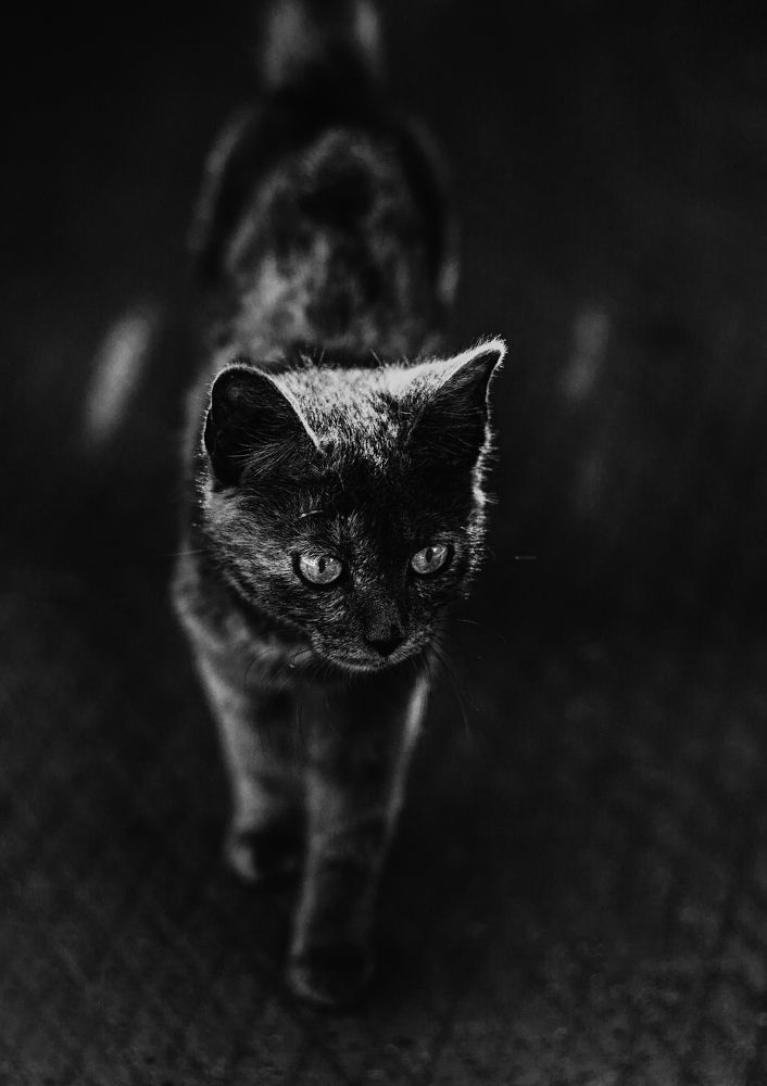 Photograph by Елена Заммоева