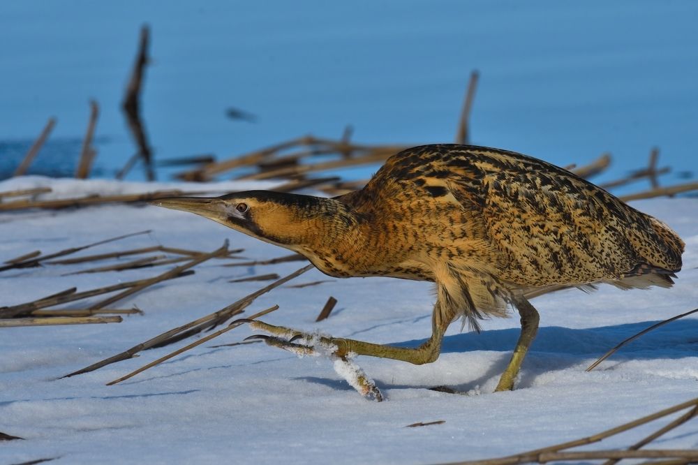 Трудновато без лыж