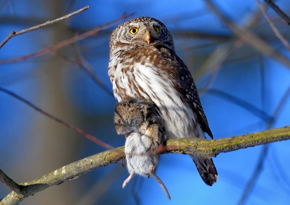 Photograph by Енушевский Георгий