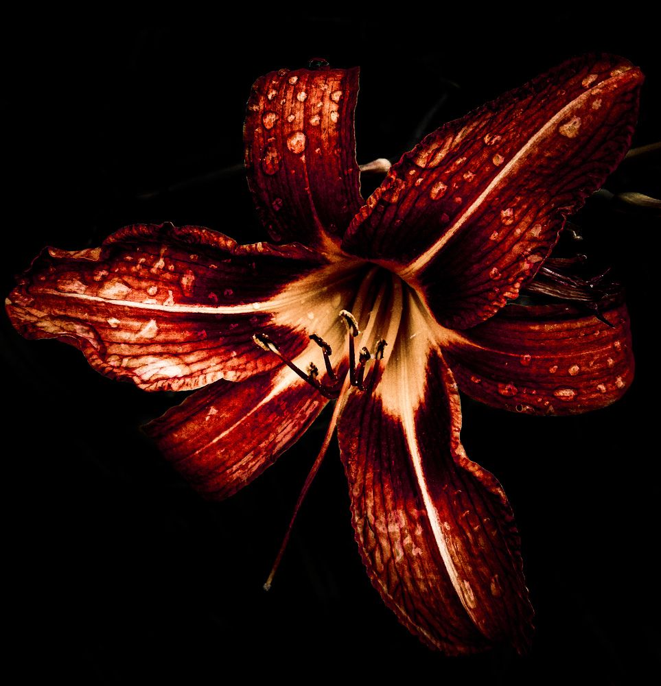 Фотография автора Оля Алехнович