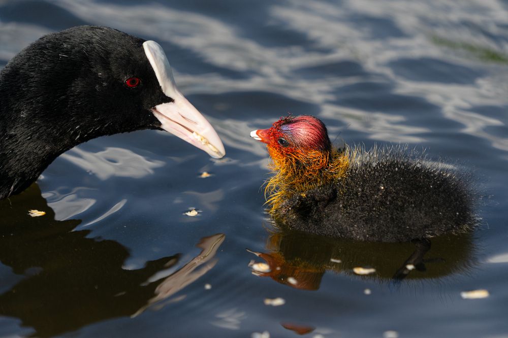 Фотография автора Julia A Caesar