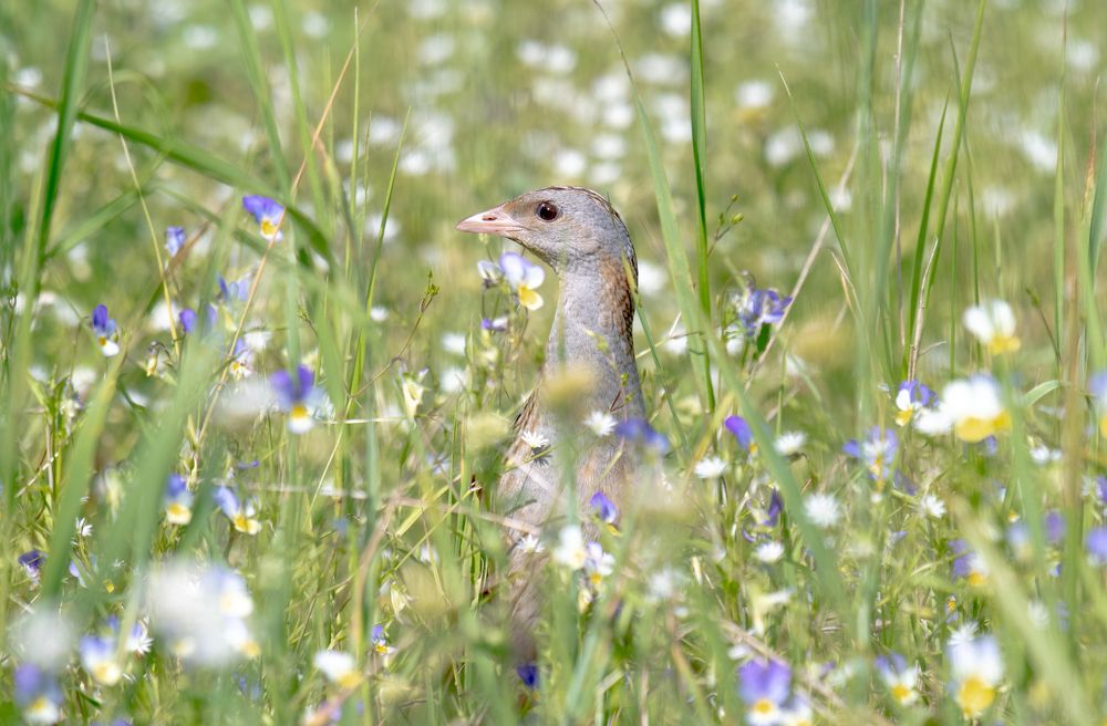 Photograph by Сергей Сыресин