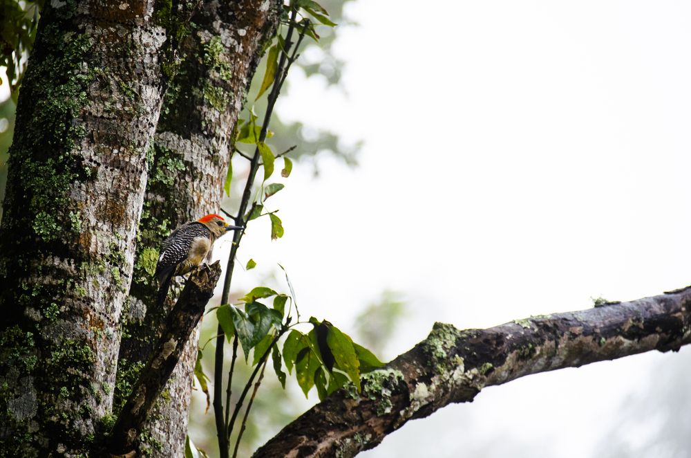 Photograph by Angelisa Gonzalez