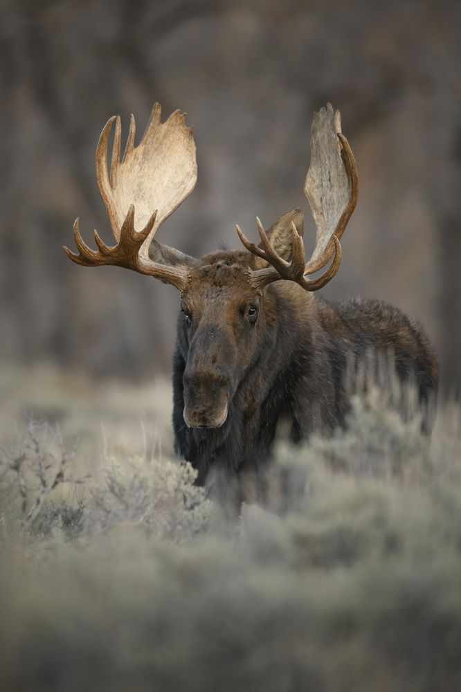 Photograph by Jorn Vangoidtsenhoven