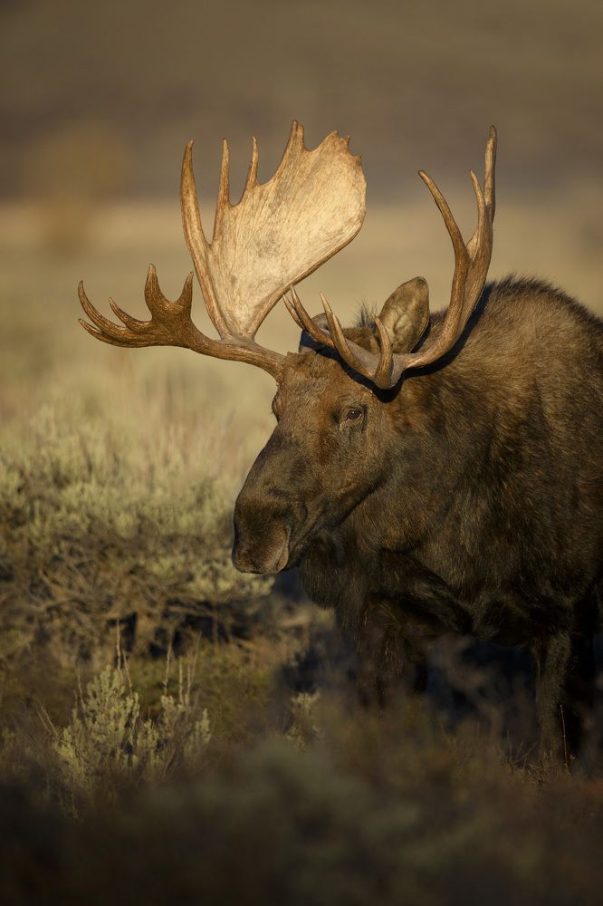 Photograph by Jorn Vangoidtsenhoven