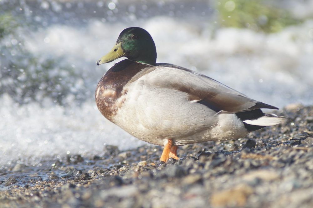 Утка в пене вод прибоя