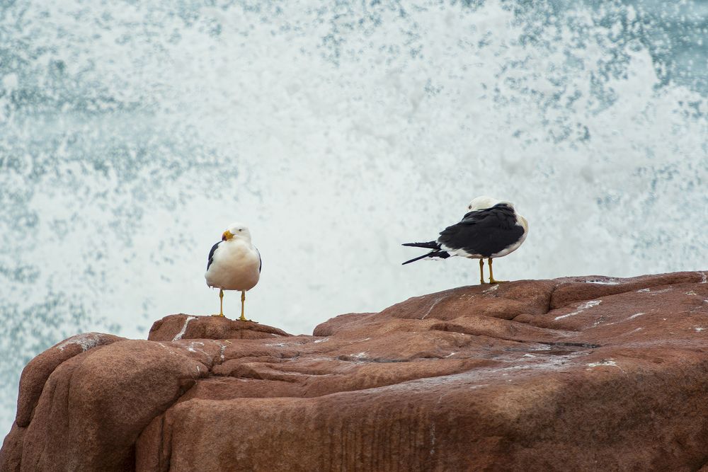 Фотография автора Csépe Róbert