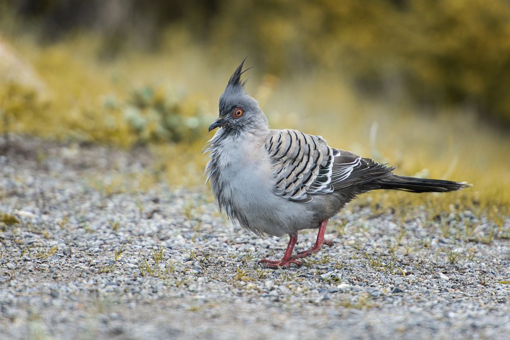 Фотография автора Csépe Róbert