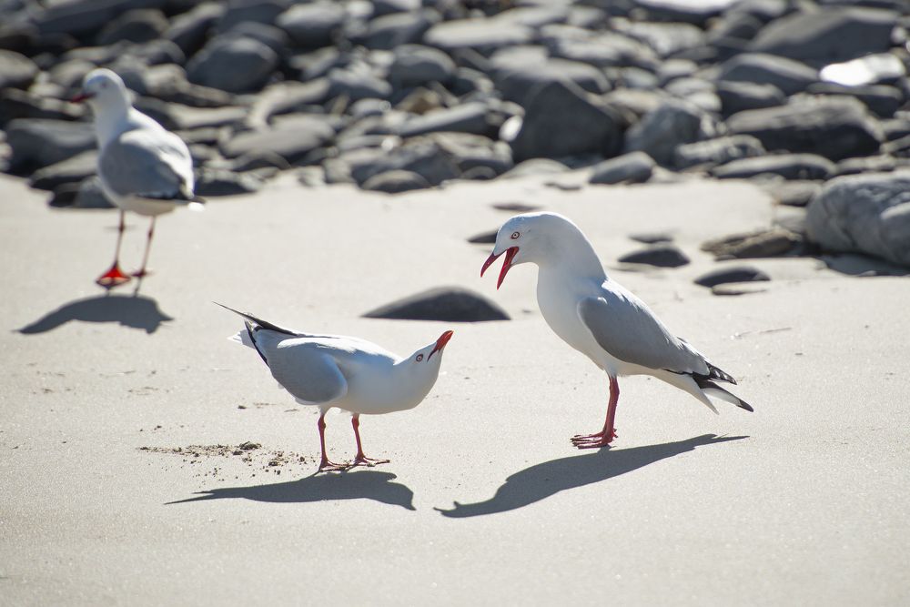 Фотография автора Csépe Róbert