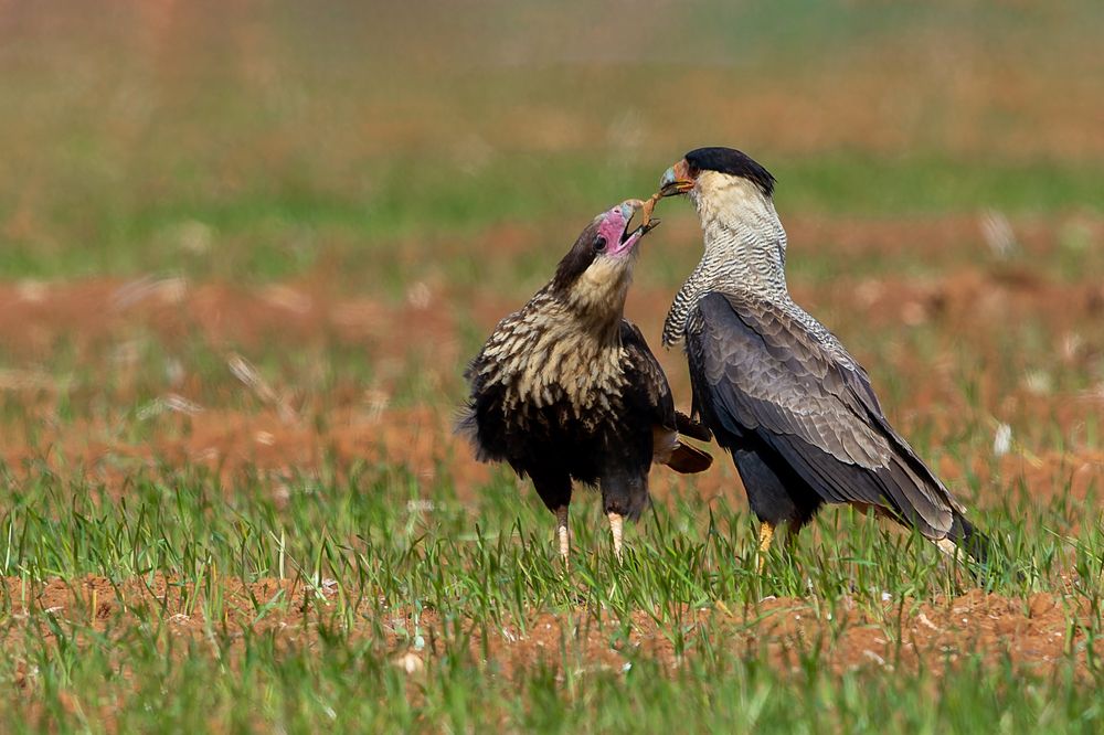 Photograph by Claudio Frateschi