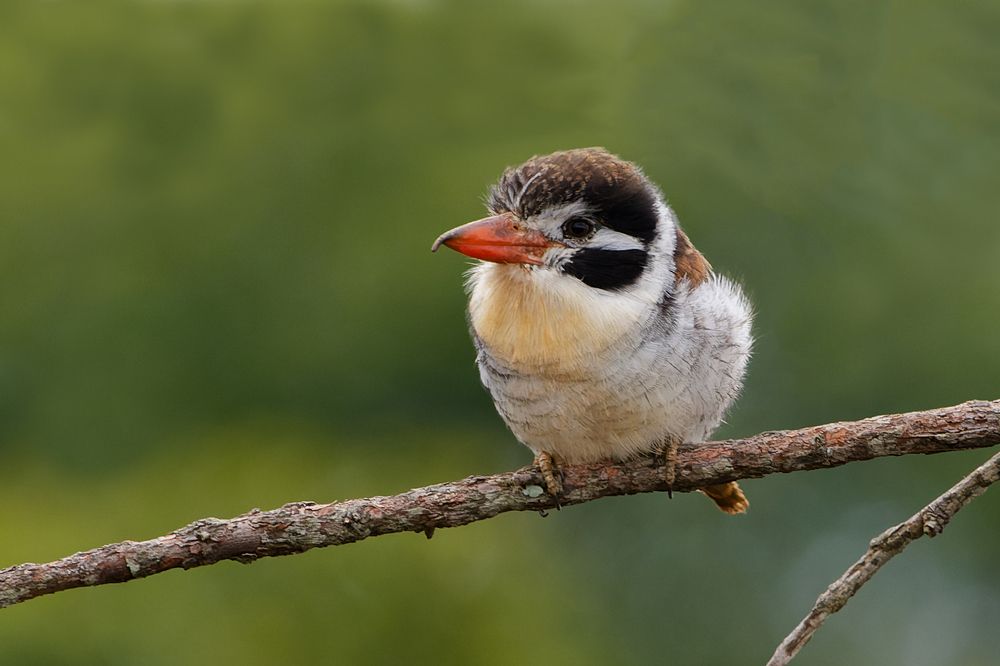 Photograph by Claudio Frateschi