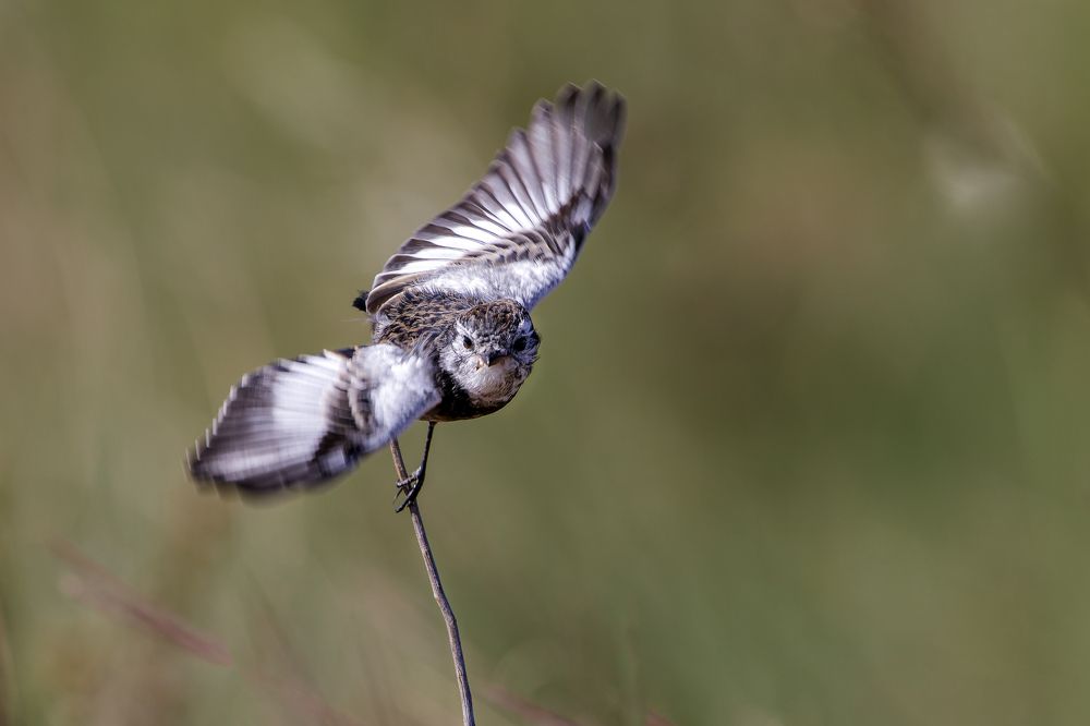 Photograph by Claudio Frateschi