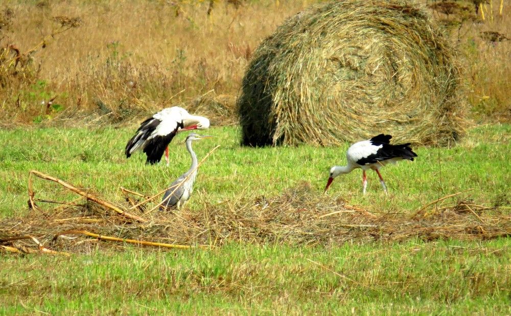 Photograph by Елена