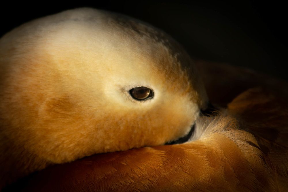 Photograph by Александра Баранова