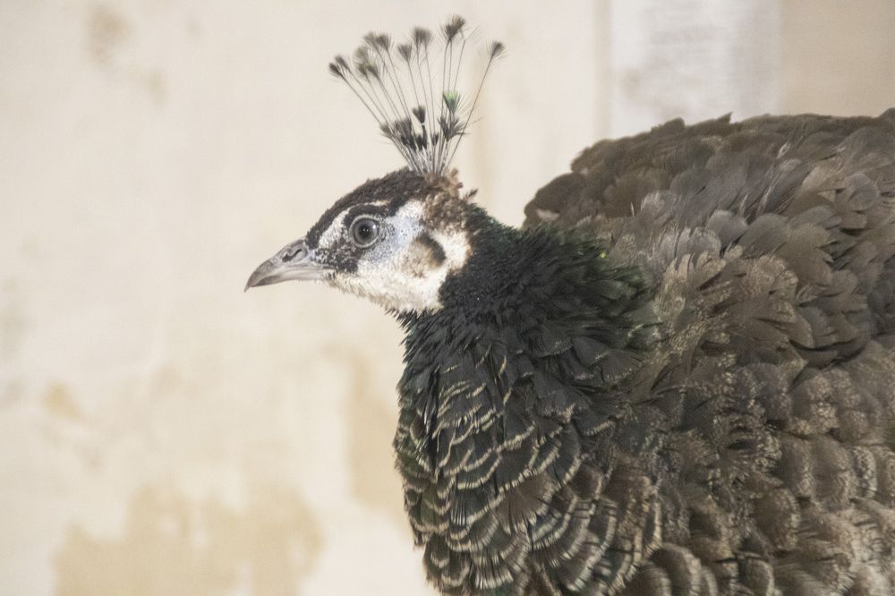 Фотография автора Веста Ягужинская