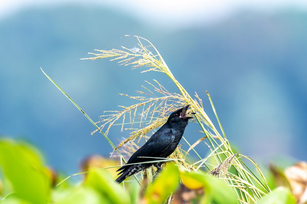 Black drongo feed dragonfly as food