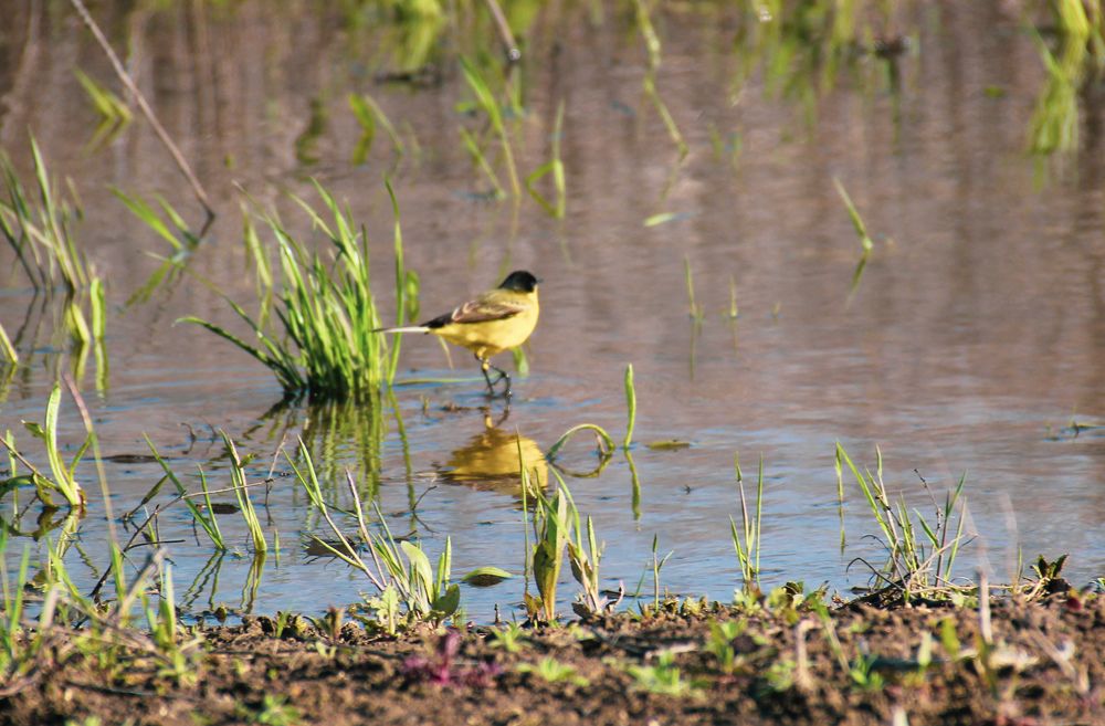 Фотография автора OXANA MARSOVA