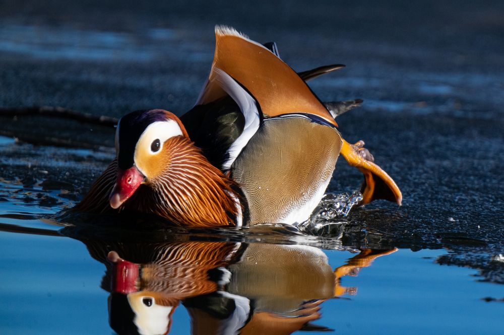 Фотография автора Julia A Caesar