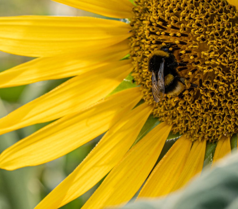 Фотография автора Mohammad Alhadhoud