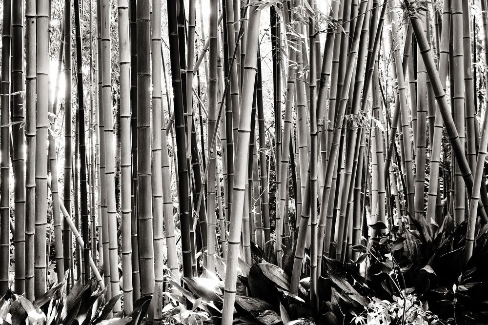 Photograph by Надежда