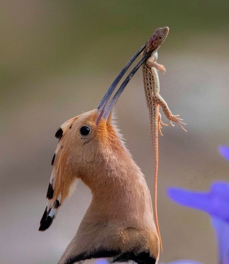 Photograph by Hamidreza Saedi