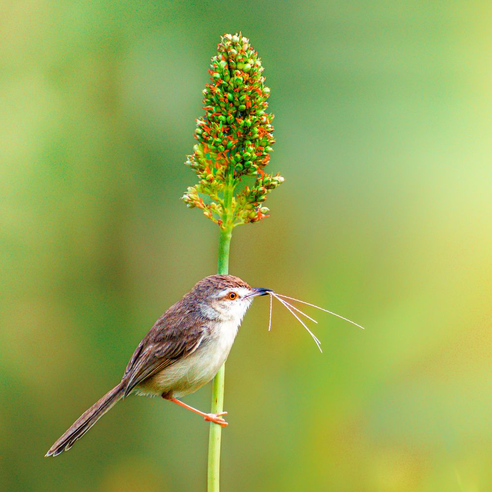 The Brown prinia