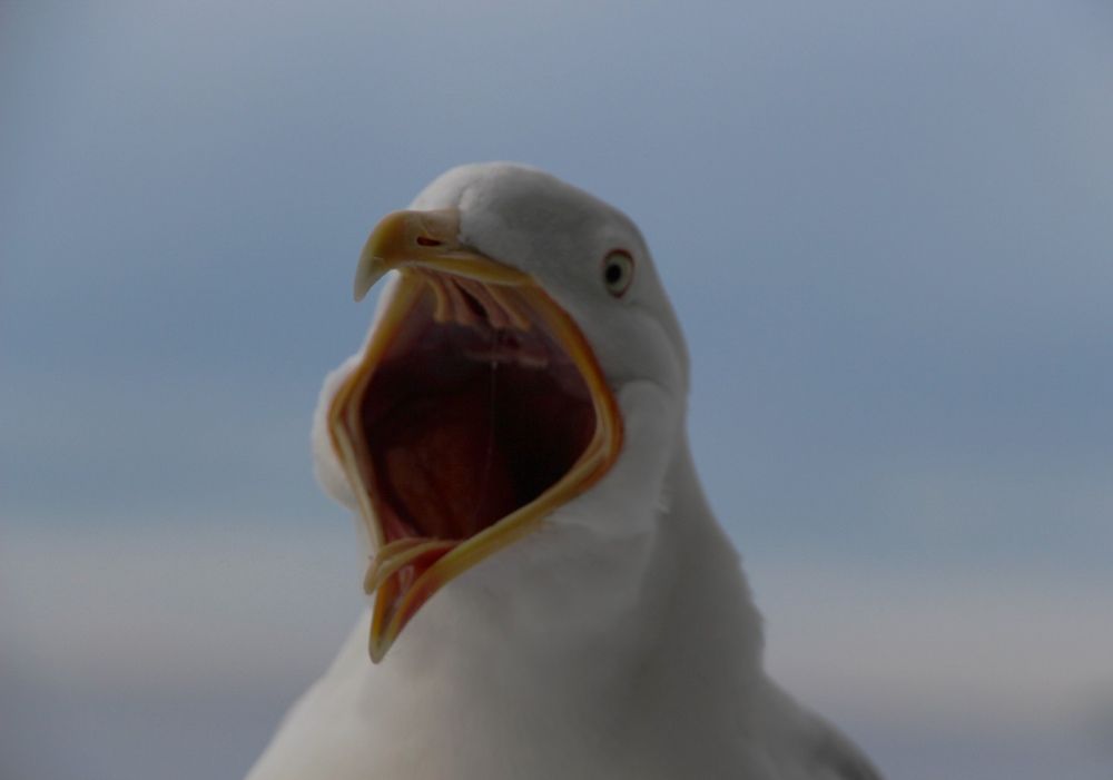 HELP ME!!!!!!!!!!!!!!!!