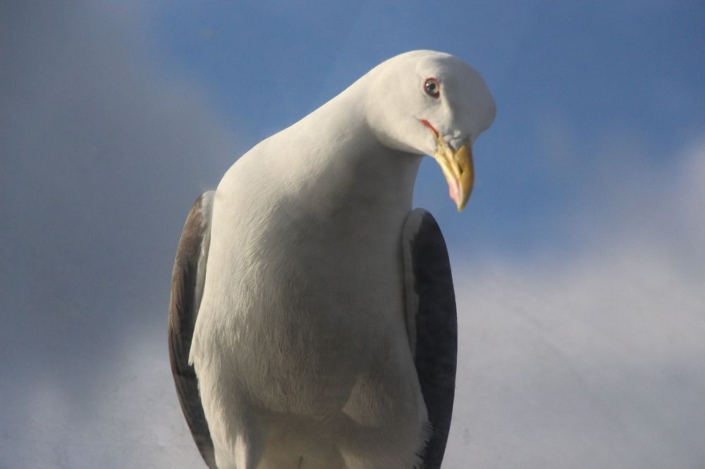 Вот такая красавица!