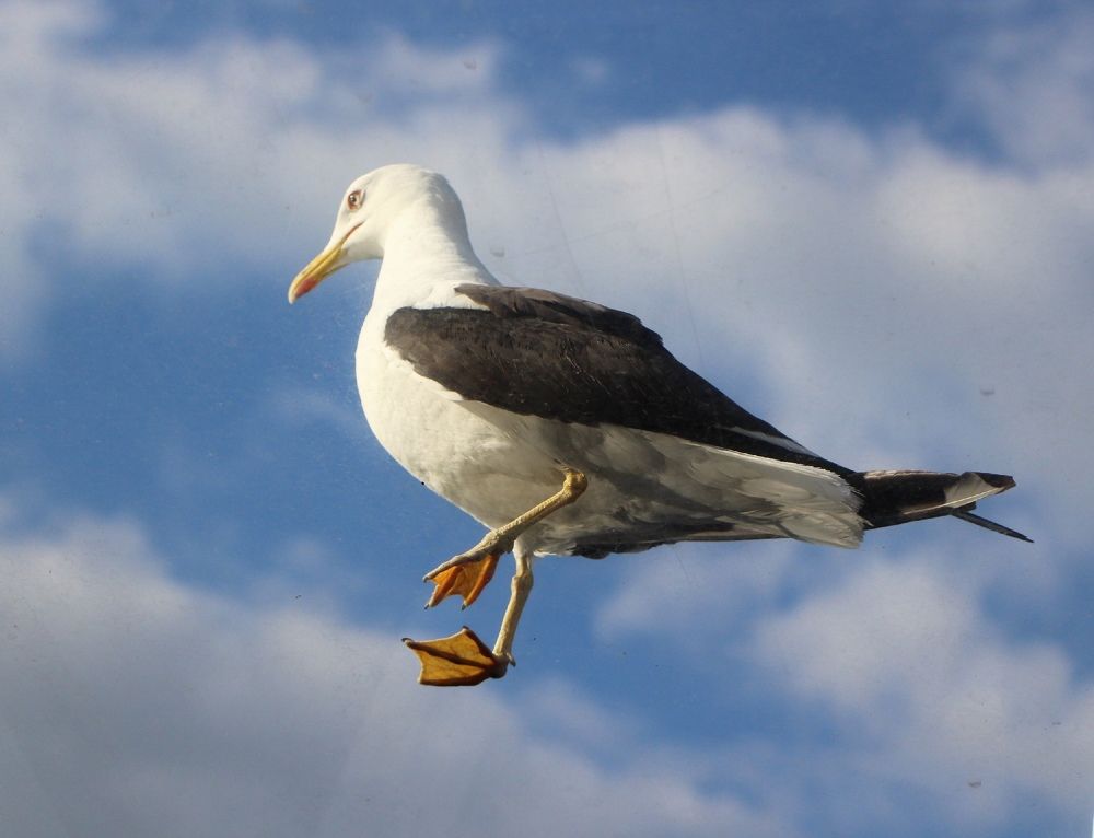 Фотография автора Юлиана Чудакова