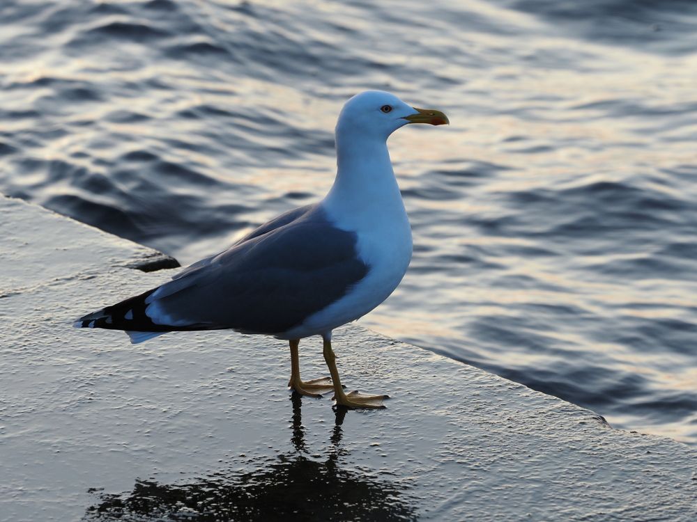 Photograph by Сергей Борисов