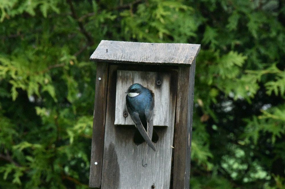 Photograph by Curt Whiteway