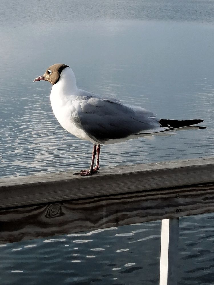 Photograph by Марцева Татьяна