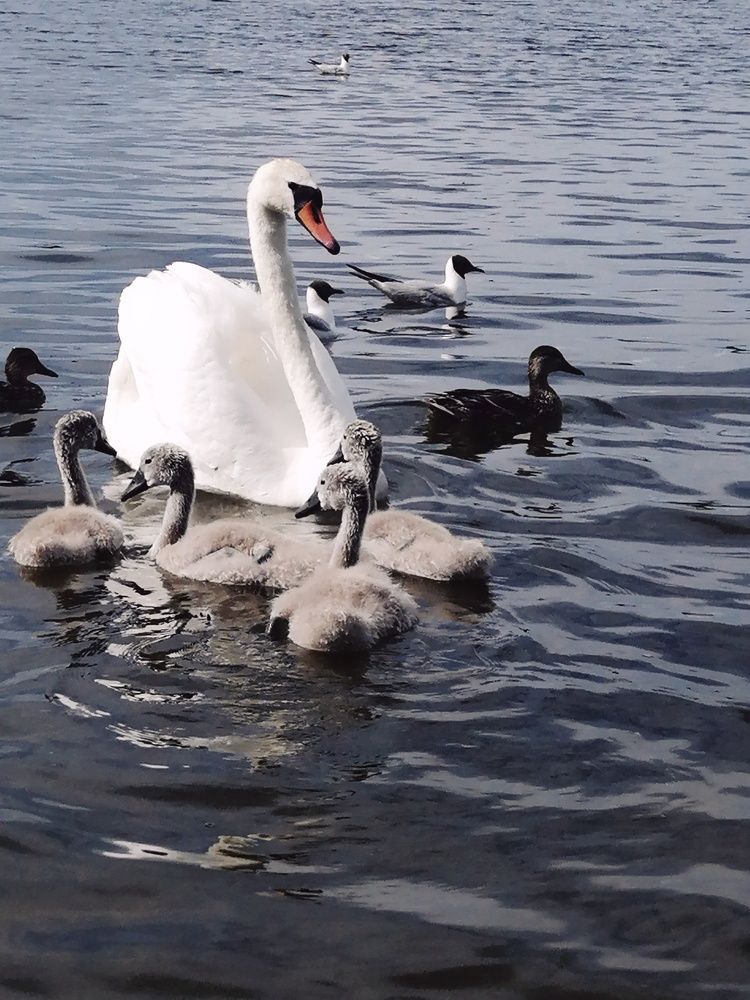 Photograph by Марцева Татьяна