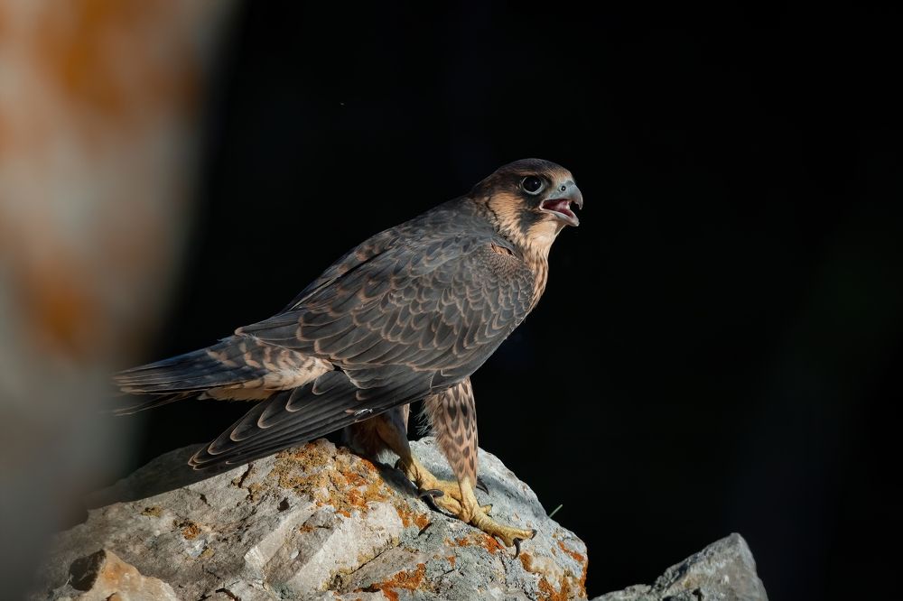 Photograph by Сергей Лебедев