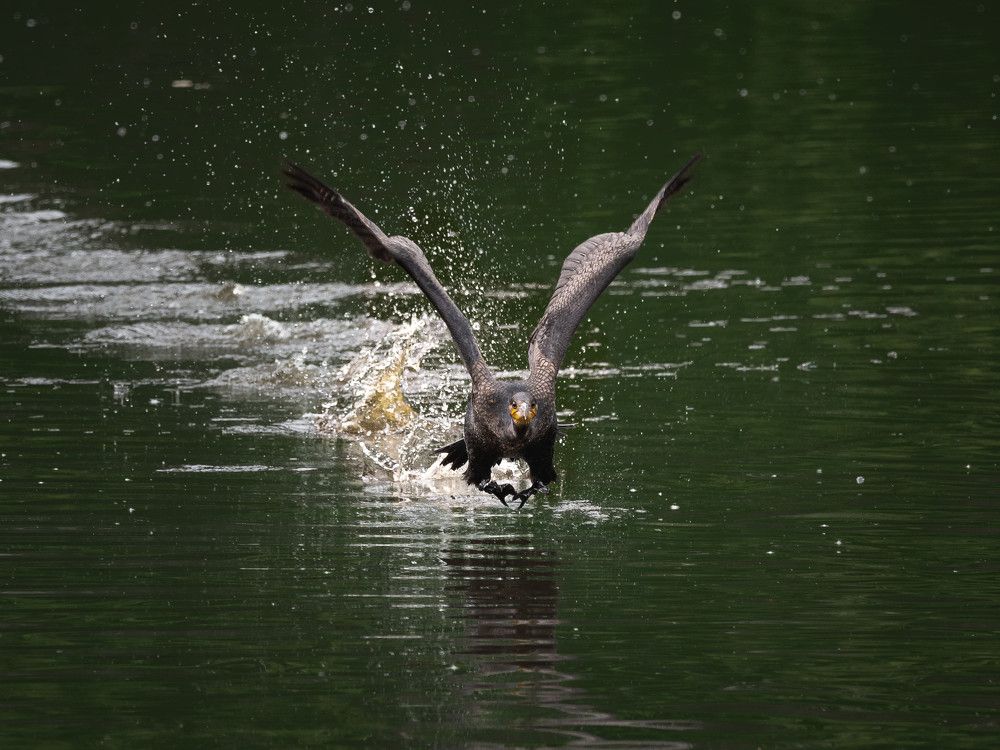 Photograph by Vineeth Pazhupurath