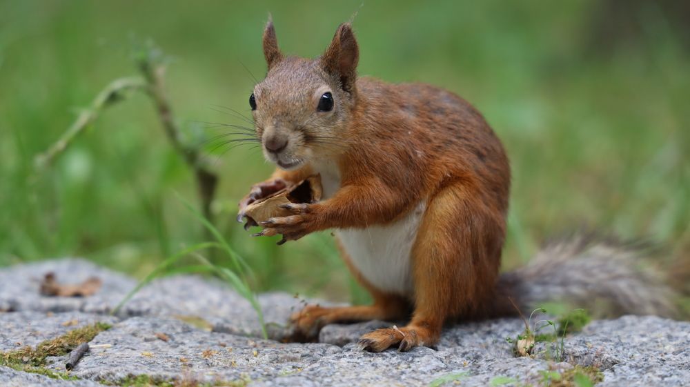 Фотография автора Елена Колосова