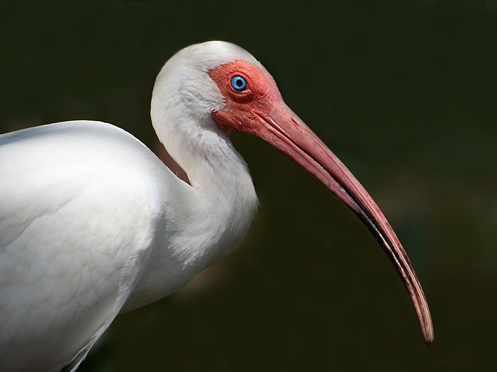 Ibis