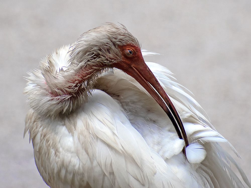 Ibis