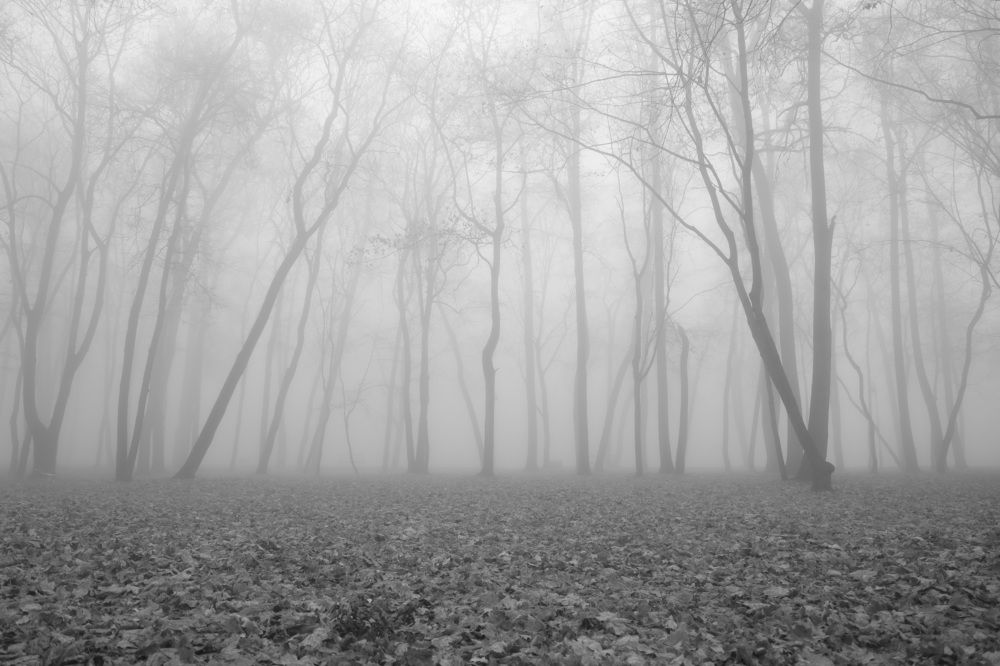 Фотография автора Елена Колосова