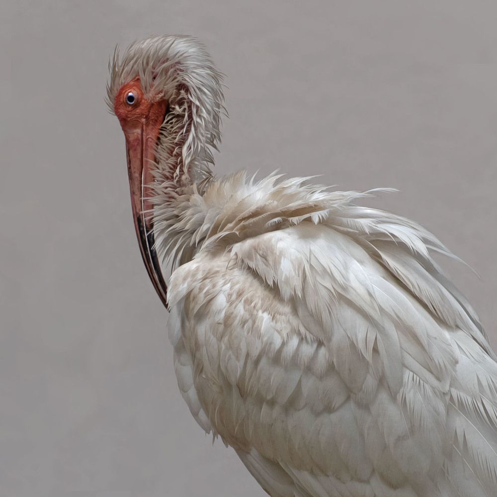Ibis