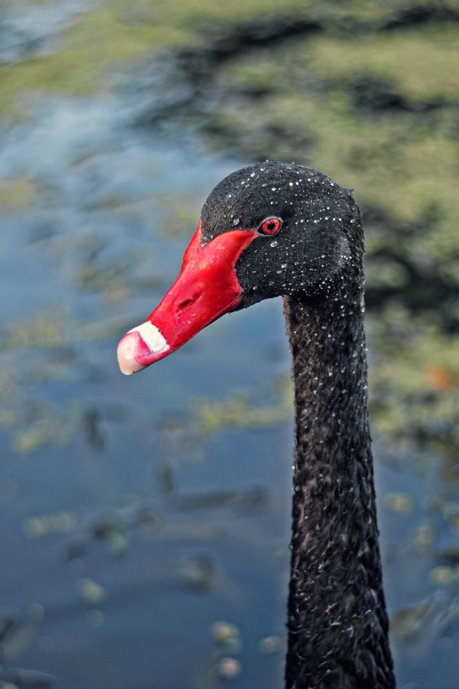 Photograph by Natalia