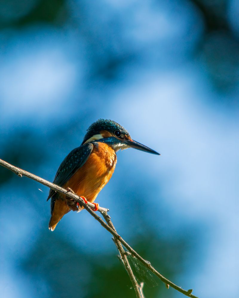 Утро зимородка