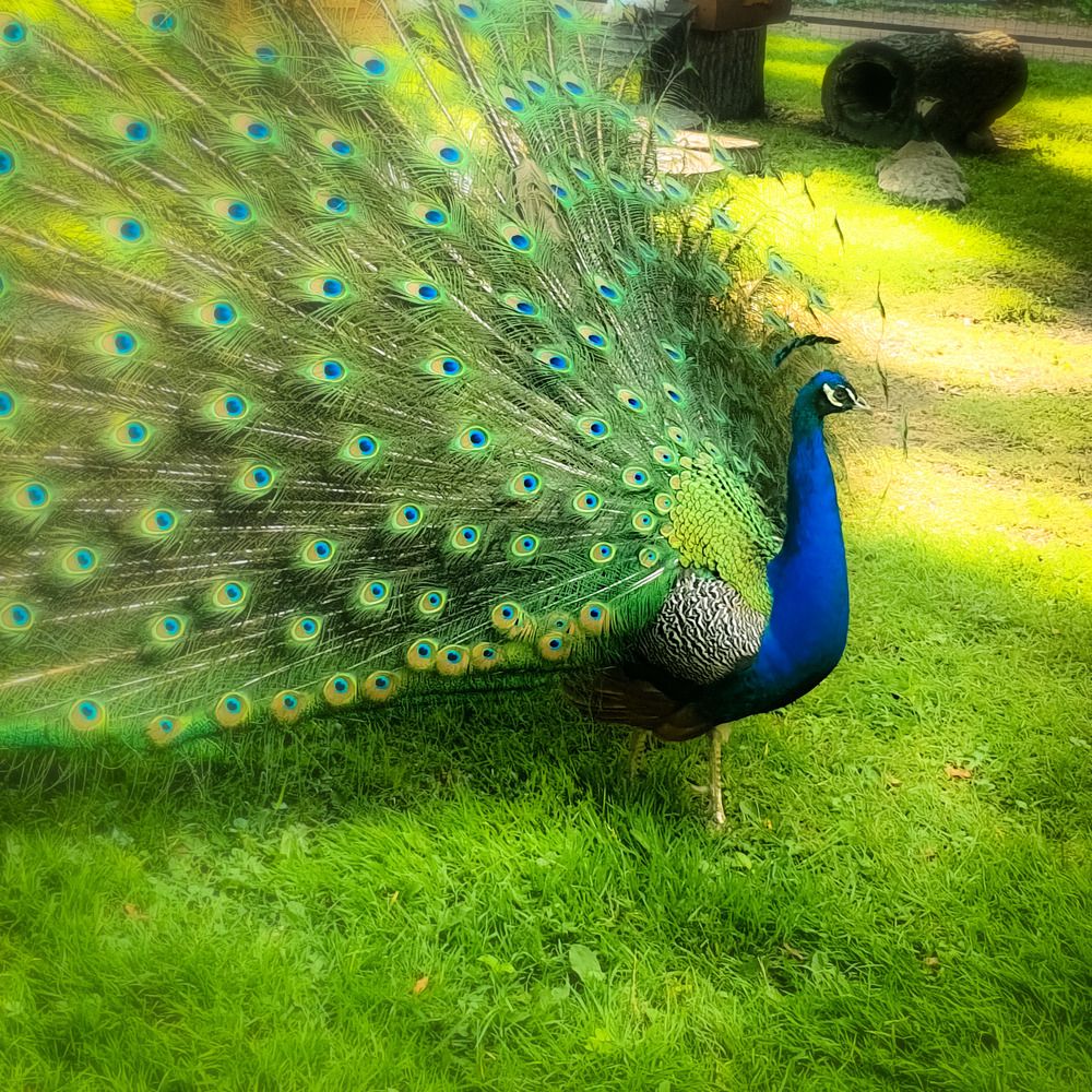 Заморская птица.