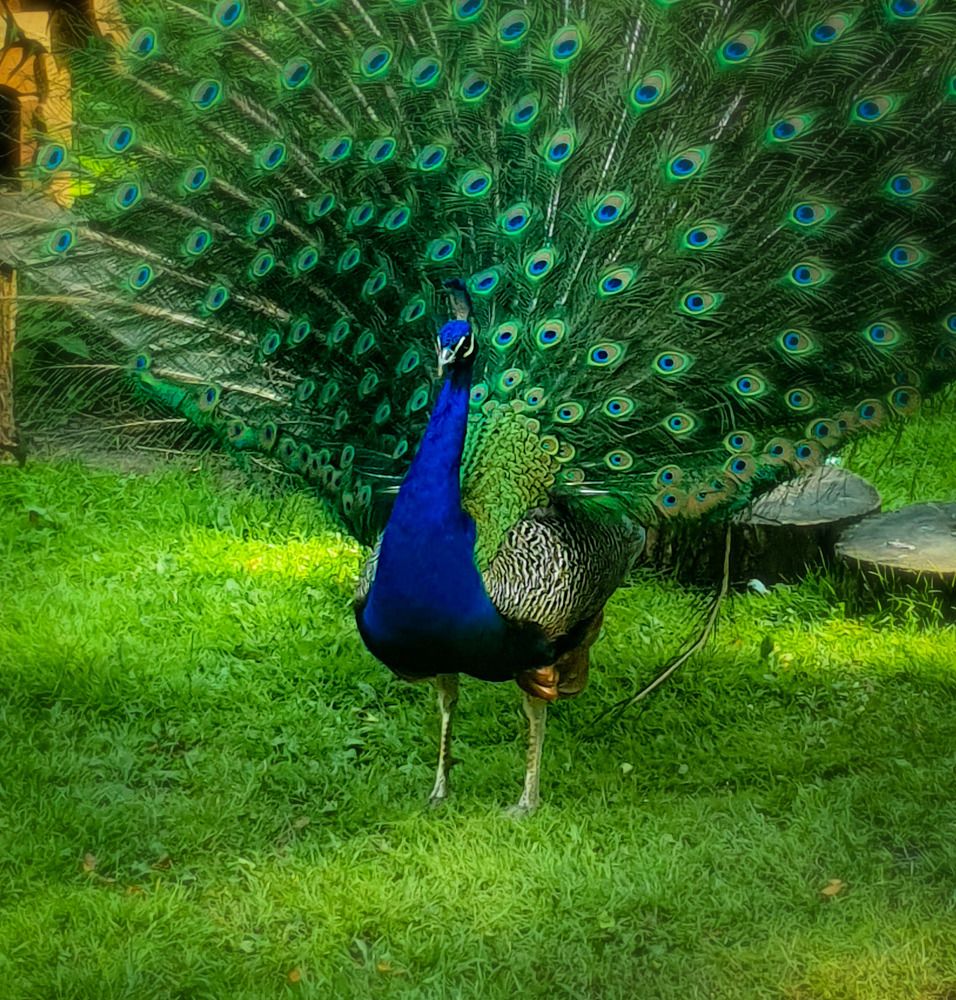 Фотография автора Inna Evseeva