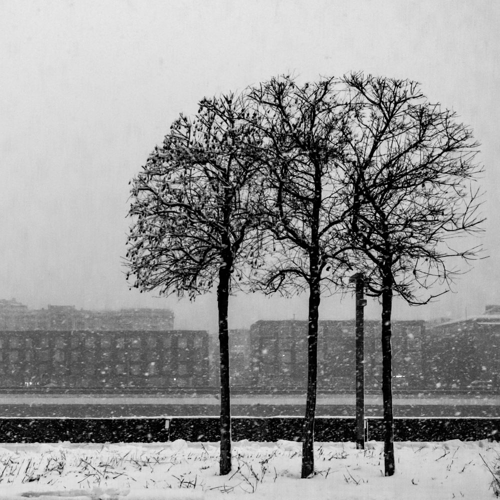 Dance of linders/ Танец лип