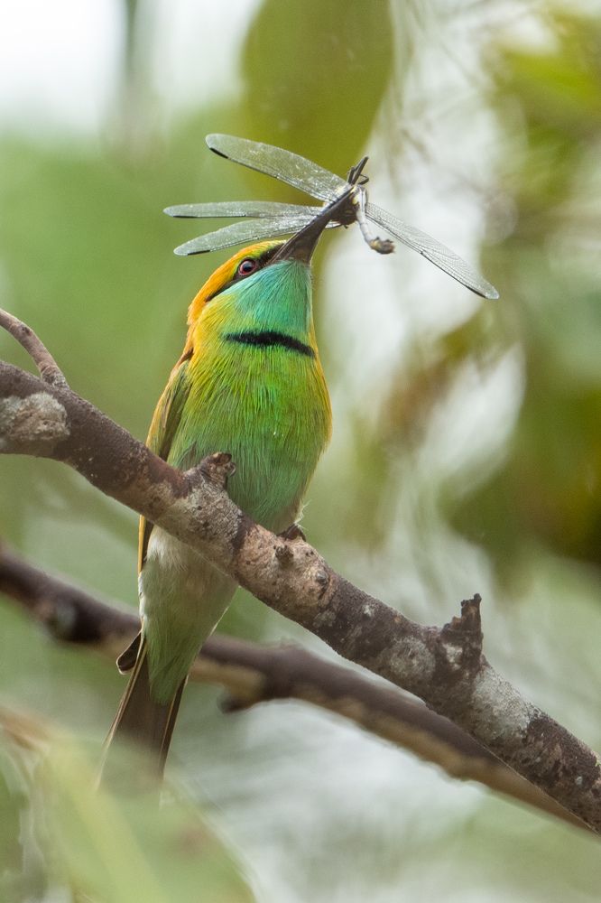 Photograph by Umesh Ranasinghe