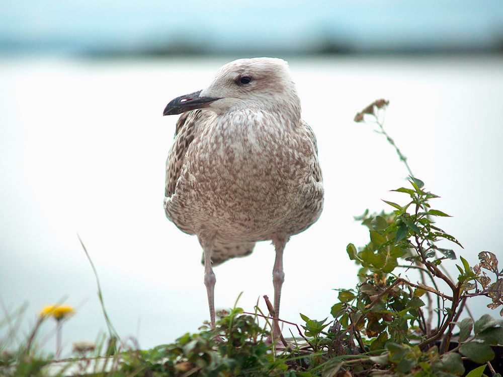 Photograph by Смирнов Алексей