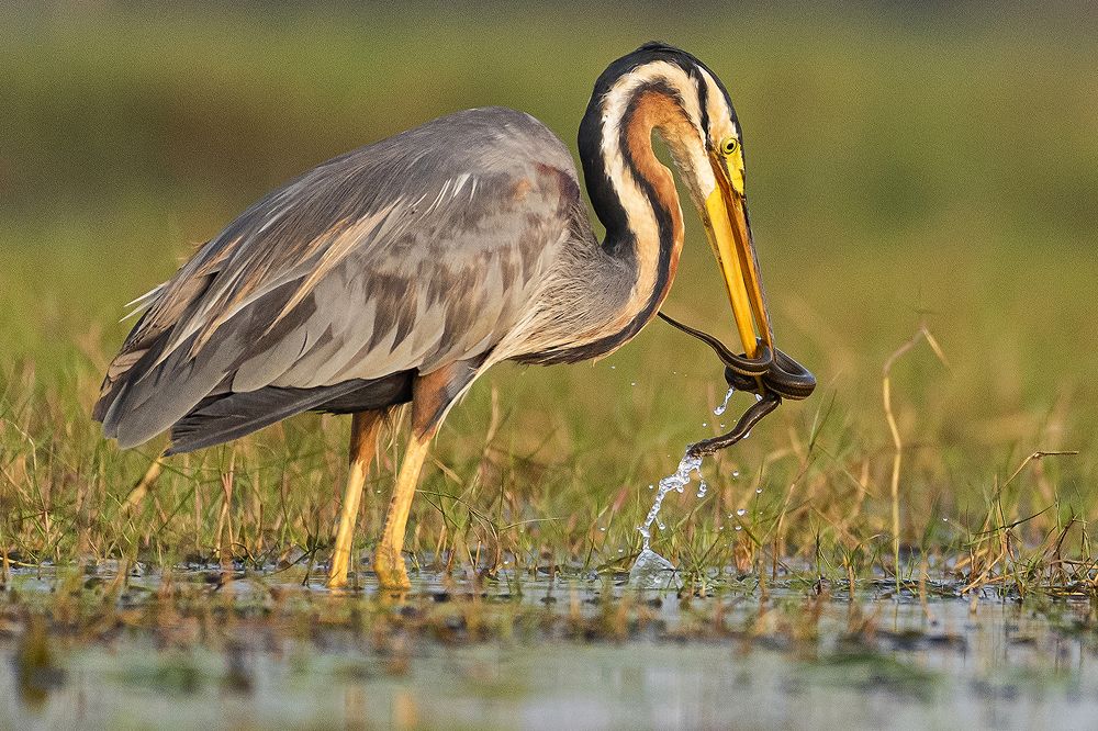 Photograph by prabir kumar das