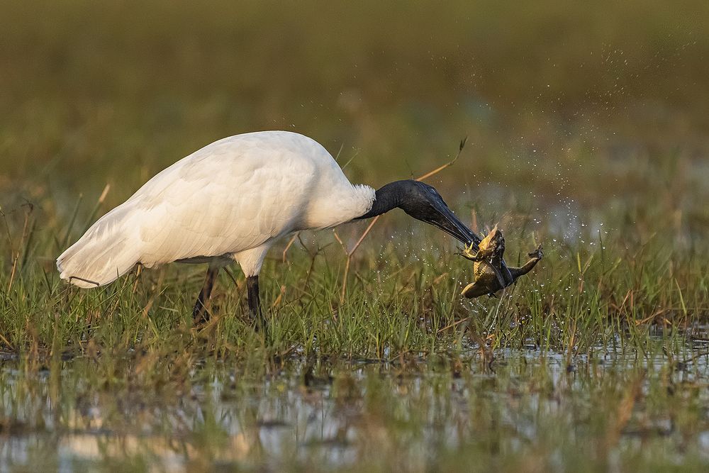 Photograph by prabir kumar das